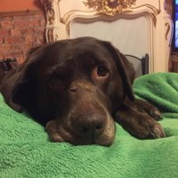 Amber (@blacklab115) 's Twitter Profile Photo