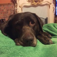 amber(@blacklab115) 's Twitter Profile Photo