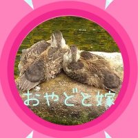 おやどと嫁 (@1208konno) 's Twitter Profile