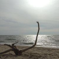 emacehau (@emacehau) 's Twitter Profile