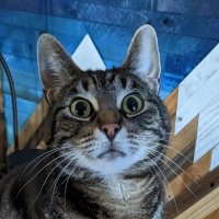 LumpyWumpus (@lumpywumpus) 's Twitter Profile
