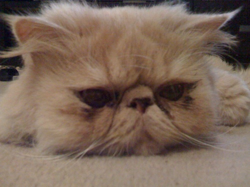 JerryThePersian's profile picture. I'm Jerry the Persian Cat... these are my tweets.

Views are my own & not of my owners @SteeleSaunders & @Jooklin