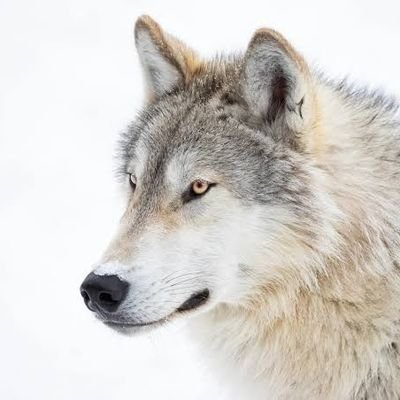 welcome to @wolf_loverclub 🐺
we share daily #wolf contents 
follow us if you really love wolf 🐺