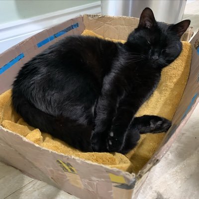 polkadot_zebra's profile picture. 