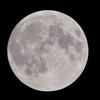 Luna (@luna_bestial) 's Twitter Profile