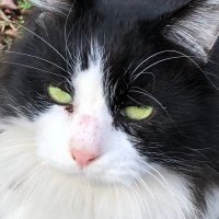 ノムリエ (@nommelier123) 's Twitter Profile