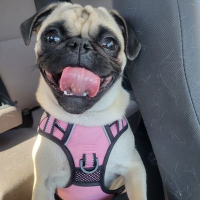 AReveal88's profile picture. 