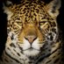 Dottedpanther (@dottedpanther) Twitter profile photo Dottedpanther (@dottedpanther) Twitter profile photo