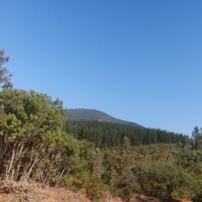 nediazr's profile picture. 