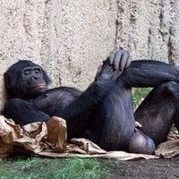 Jessy (@bigmonkeyman11) 's Twitter Profile