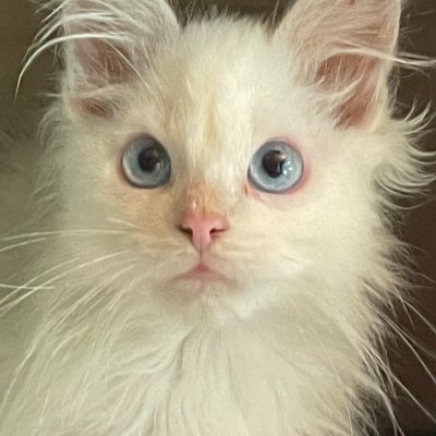 vincenzojharty's profile picture. hacked