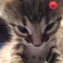 edtwt. undisclosed and unidentifiable eating issues any pronouns