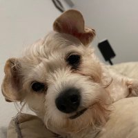 Princess🌈, Woody, Stella, and Evee🐾 (@princess_woody_) 's Twitter Profile