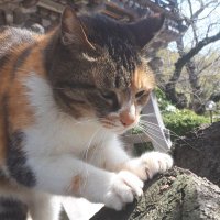 tamanyan (@rithmta) 's Twitter Profile