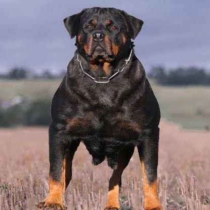 Rottweiler795 Profile Picture