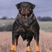 Rottweiler Lovers (@rottweiler795) Twitter profile photo Rottweiler Lovers (@rottweiler795) Twitter profile photo