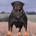 Rottweiler Lovers (@Rottweiler795) Twitter profile photo