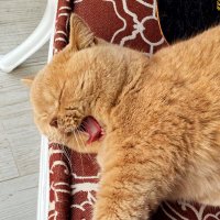 smile! (@capyorange) 's Twitter Profile