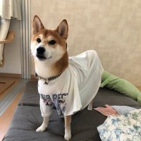 キリミニ (@torisugari87852) 's Twitter Profile