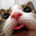 Cat (@urpocketcat) Twitter profile photo Cat (@urpocketcat) Twitter profile photo