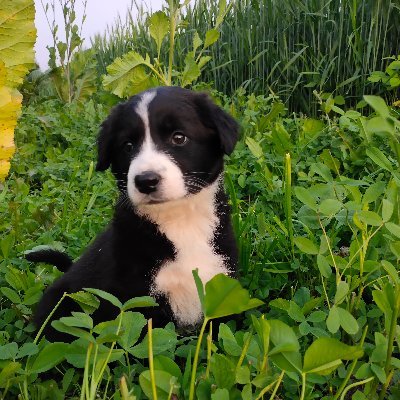 priyapth380's profile picture. Research Scholar...
A free Himalayan Soul...
Nature's explorer.....
Try to appreciate each and every creature of Nature.....