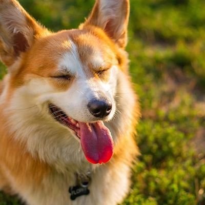 Welcome to @corgicommiunity0🐶
We Share Daily #Corgidog Content. 🐕
Follow Us If You Really Love Corgi Dogs.🥀