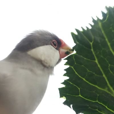 2022.07.16に生後4～5ヵ月の保護文鳥がきました
文鳥とひとつになりたい