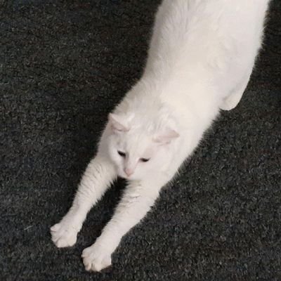 lnddec's profile picture. I block all MAGAs.