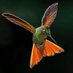 Hummingbird lover (@humming_club) Twitter profile photo Hummingbird lover (@humming_club) Twitter profile photo