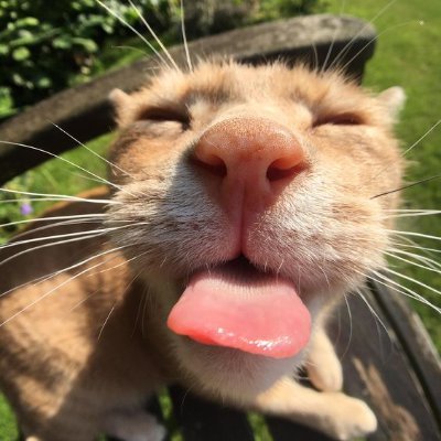 CrookedCreeeek's profile picture. ✩ he/him