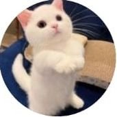 Cat Vibes (@cat_vibes1) 's Twitter Profile