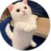 Cat Vibes (@cat_vibes1) Twitter profile photo Cat Vibes (@cat_vibes1) Twitter profile photo