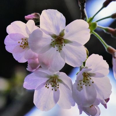 写真が趣味の日本と安倍さん大好き主婦✨愛鳥サクラとのんびり暮らしてます。親しくない方のDMはスルーしておりますので、リプにて宜しくお願いします🙇