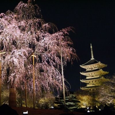 honnouzi_1582's profile picture. au 文
ポケモン、東海オンエアが好きです。