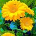 md. Sirazul islam (@doelpakh) Twitter profile photo md. Sirazul islam (@doelpakh) Twitter profile photo