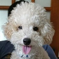モコテス💫 (@mokotesu) 's Twitter Profile