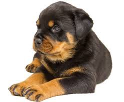 Welcome to our #rottweiler lover page. This page is dedicated to all #rottweiler lovers and world😍🇺🇸
