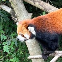 AA(@redpanda_dog) 's Twitter Profile Photo