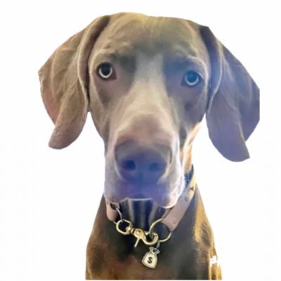 🚨‼️ #STOLENWEIMARANER  ‼️🚨 #bringpuppycashhome #pettheft #stolendog #weimaraner #dogtheft #dogsofNYC 👉Man in #Matawan #NewJersey calling him Shadow 😢💔