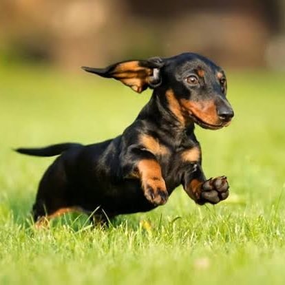 Welcome to @dachshund_usa_ 🇺🇲✌️
We share daily #dachshund contents.
Follow us if you really love #dachshund_usa and #dachshunddog ❤️