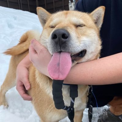 北海道犬メンマ【3歳】(♂)とLチワワのデナは13歳で空組🌈そして長男(5歳)自閉スペクトラム症.次男(3歳)ムチムチ君.旦那(35)とにかく優しい男.私(永遠の17歳)産後プラス20キロ※ワンコのアカウントではありません色んなことつぶやきますあしからず🙇♀️無言フォロー失礼します!&大歓迎❤️