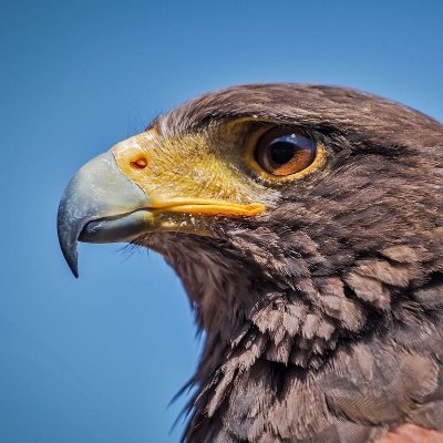 Hawk_watching Profile Picture