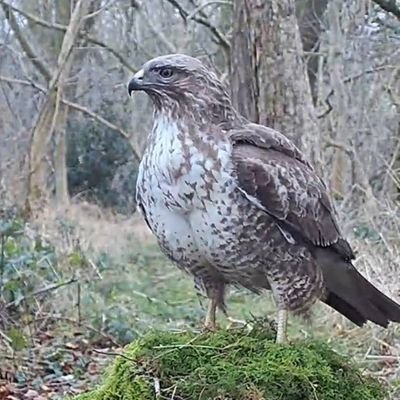 生き物&環境界隈の視野狭窄さと低い民度、環境問題に無関心な世間に失望した自然好きの同界隈アンチ。(ただし過激派に限る)特に固定ツイのようなバカは特に大嫌い。失望し過ぎて今は時折この界隈で話題になってる事や動向を覗き見る為ぐらいしかこの垢は使ってません。