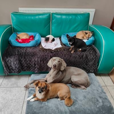 SteveMacpompey's profile picture. Happy veteran with a propensity to offer opinions. Huge ♥ for all dogs, huge hatred of trophy hunting scumbags.