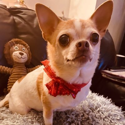 HarveyChichi Profile Picture