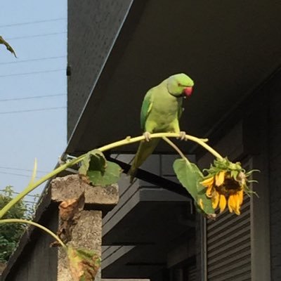 deluxe003's profile picture. 好きなものを円グラフで示すなら、お酒とプロレスとメガテンとfkmt作品とサンレッドと龍が如くで表せます。すゑひろがりず、大自然、ランパンプス、インポッシブル、カゲヤマ、どぶろっく好き。