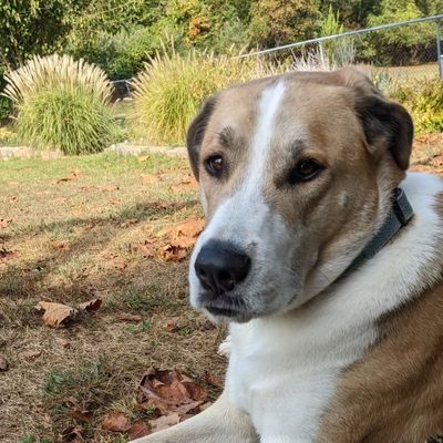 jcantroot's profile picture. I know a little bit about a lot of things