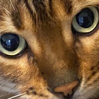 たにあん (@mr_bosso) Twitter profile photo