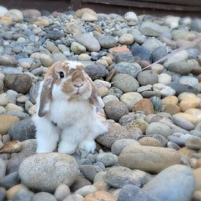 Welcome to @rabbitclub13
We share daily # rabbit contents 
Follow us if you really love rabbits