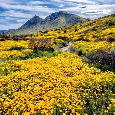 Mom, Grammy, Daughter, Sister, Feminist, Voter!!  Support Women's Rights ♀️+🌎Care for our Earth!  Spring is yellow 💛 this year! Lots of wildflowers!